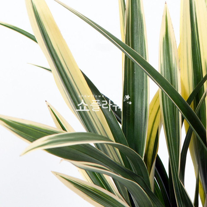 상세이미지