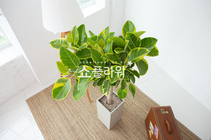 상세이미지