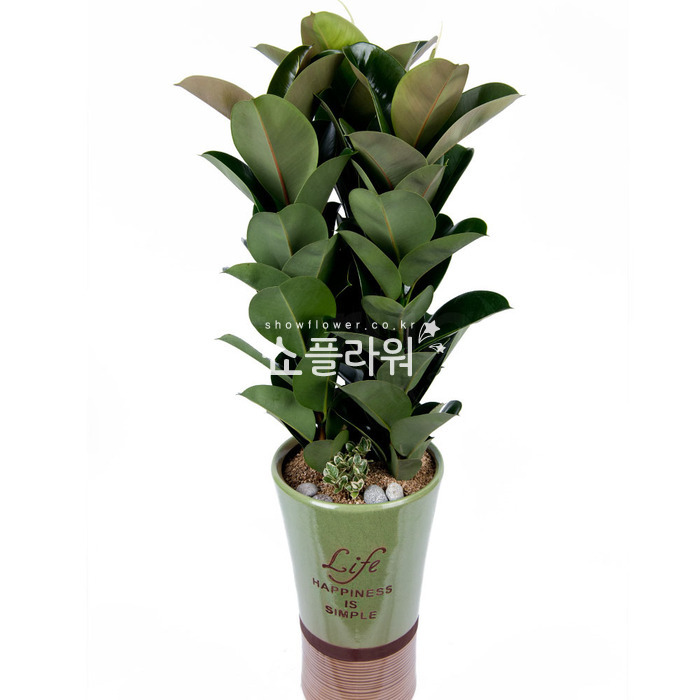 상세이미지