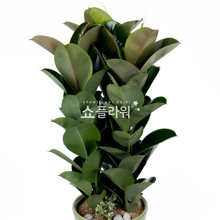 상세이미지