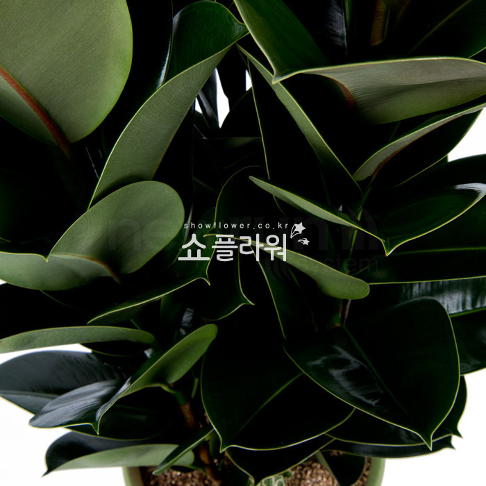 상세이미지