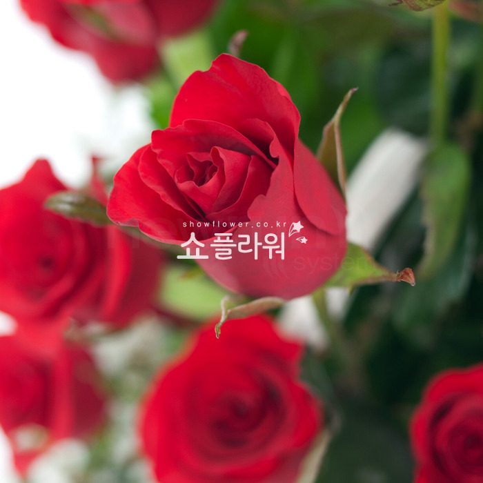 상세이미지