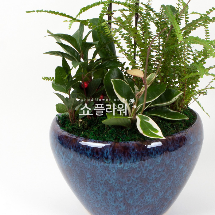 상세이미지