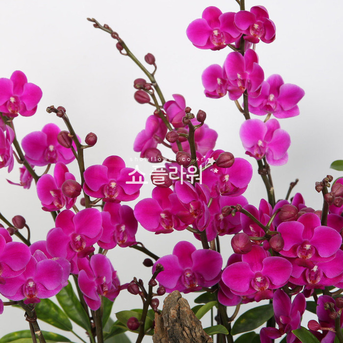 상세이미지