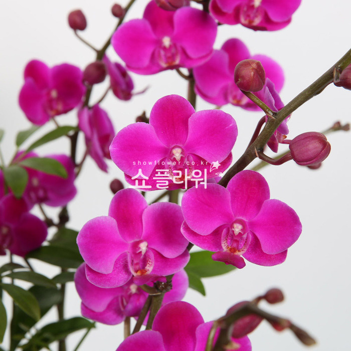상세이미지