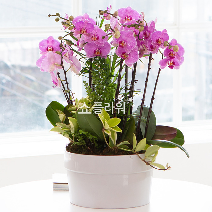 상세이미지