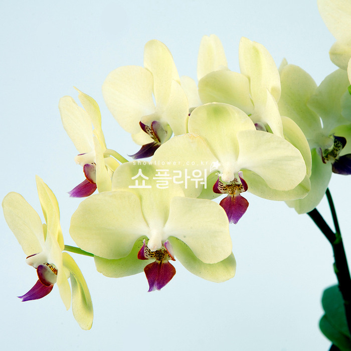 상세이미지