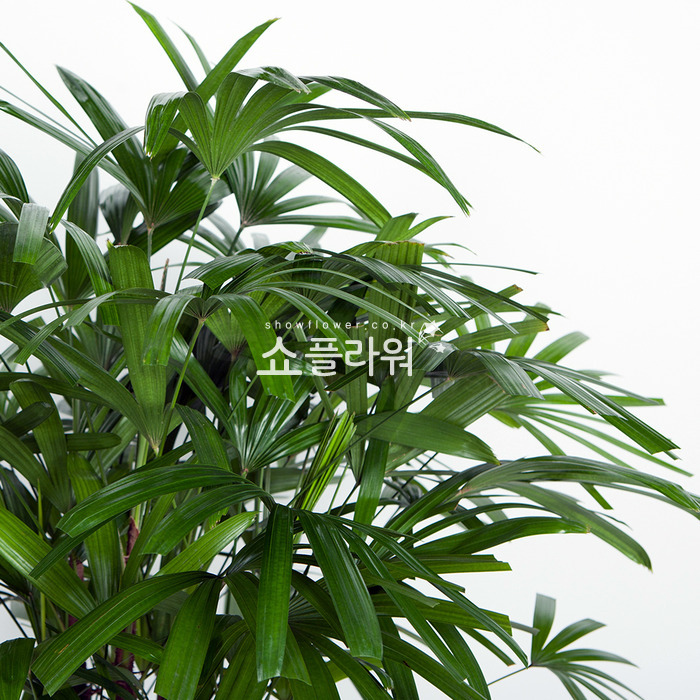 상세이미지
