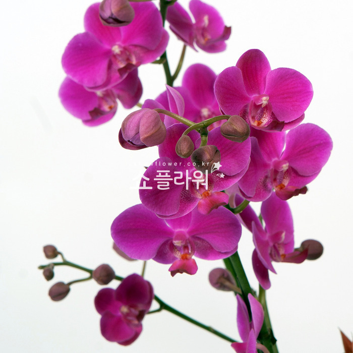 상세이미지