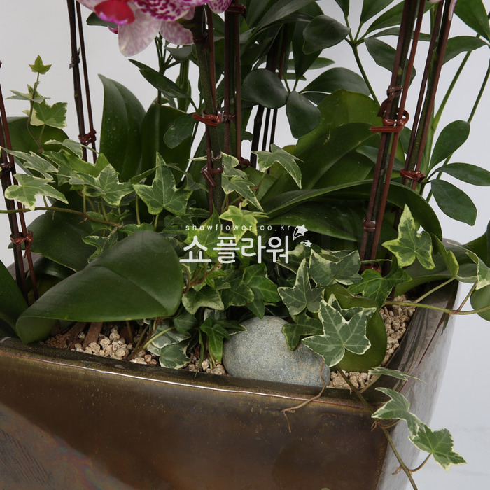 상세이미지
