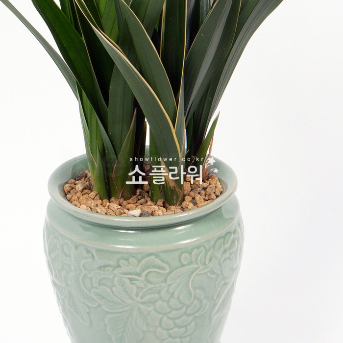 상세이미지