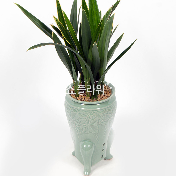 상세이미지