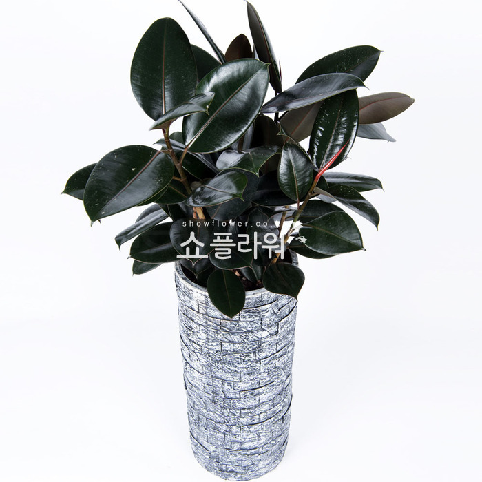 상세이미지