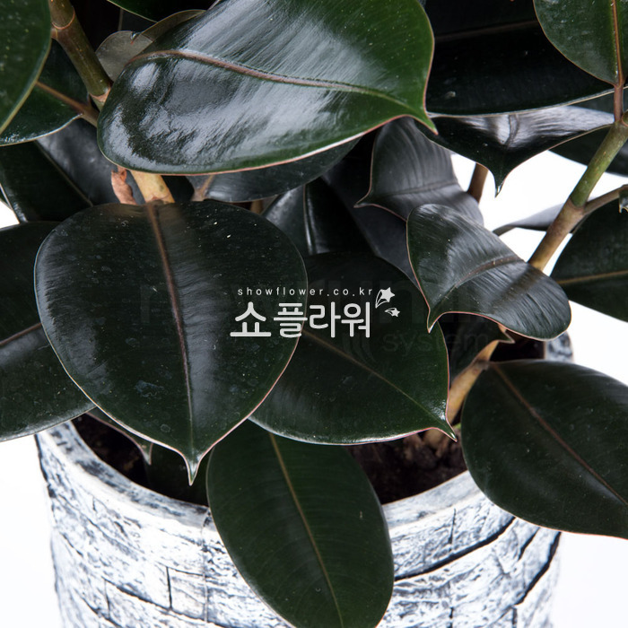 상세이미지