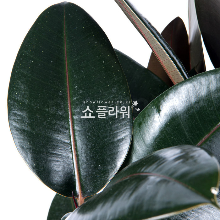 상세이미지