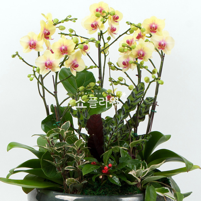 상세이미지