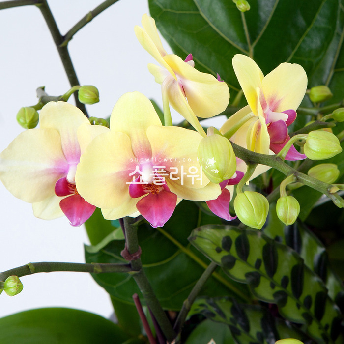 상세이미지