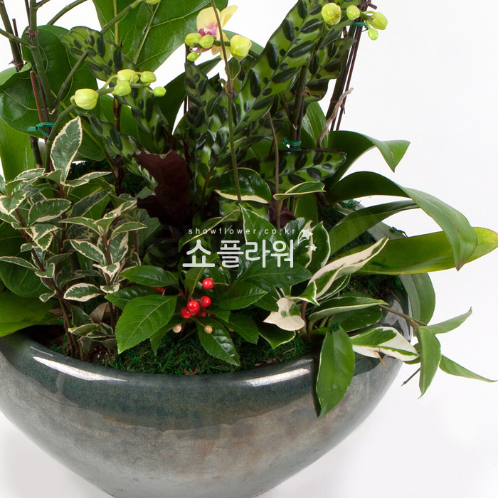 상세이미지