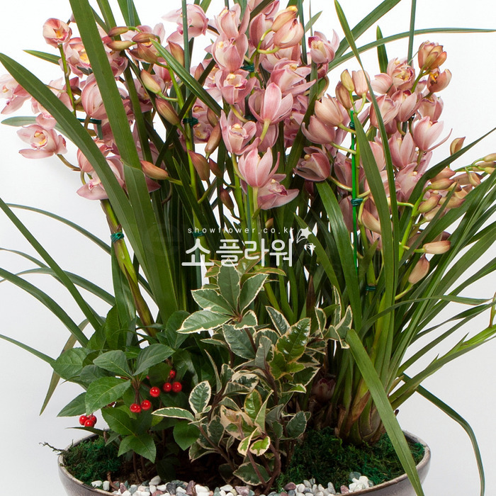 상세이미지