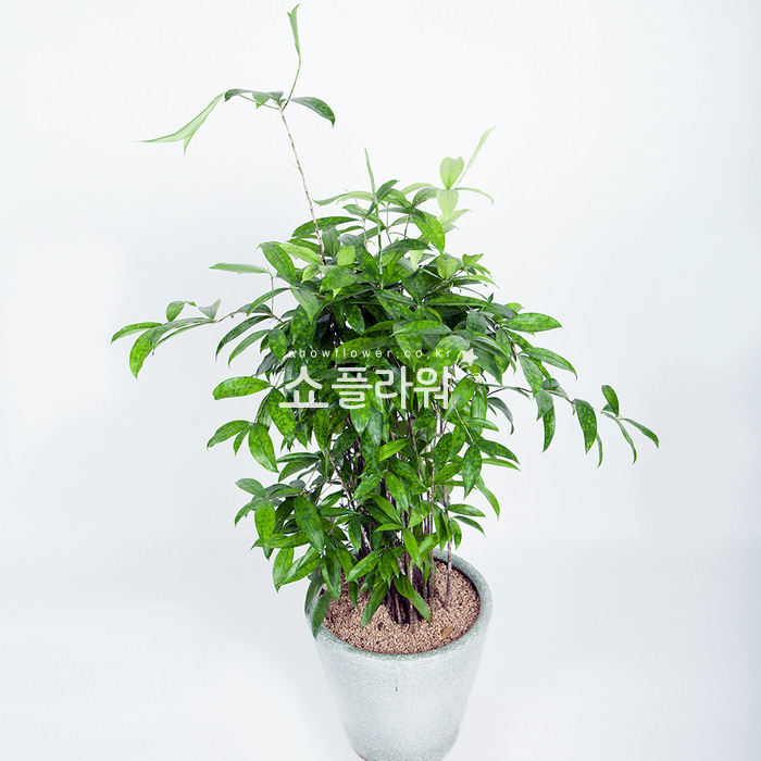 상세이미지