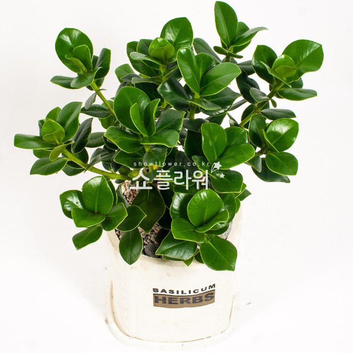 상세이미지