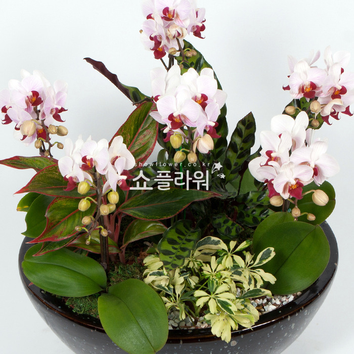 상세이미지