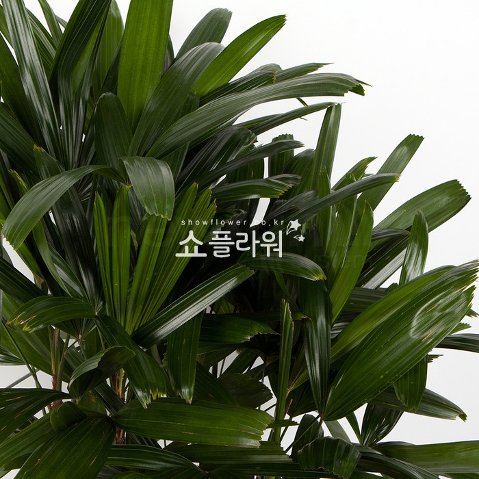 상세이미지