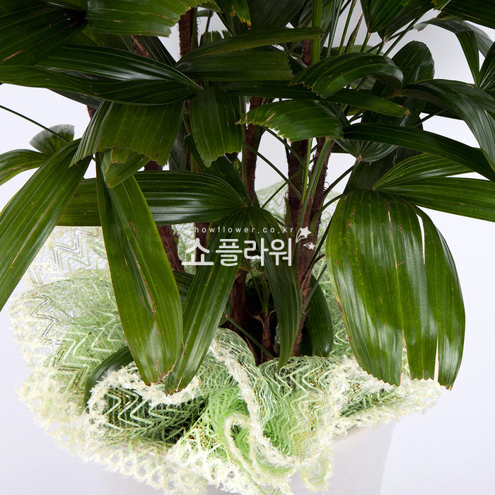 상세이미지