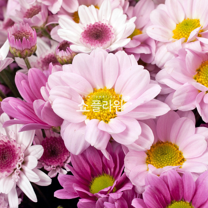 상세이미지