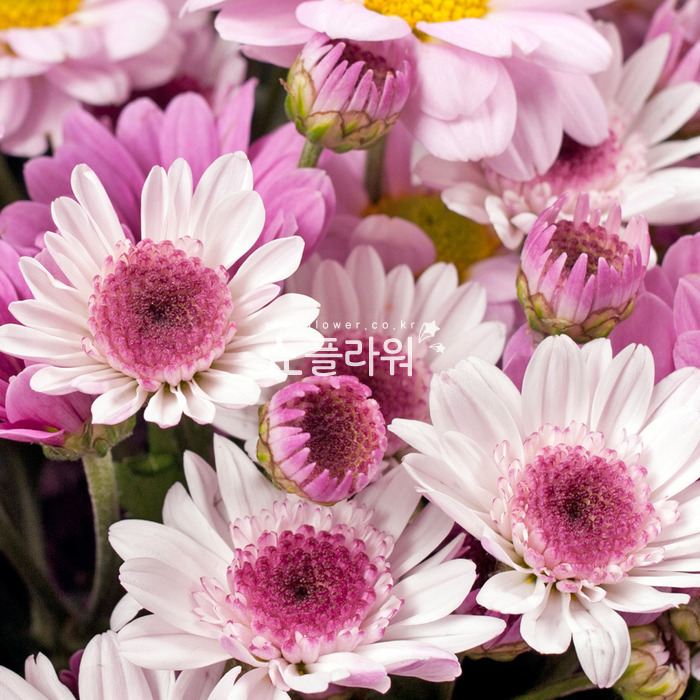 상세이미지