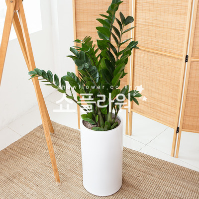 금전수(흰색원형분)