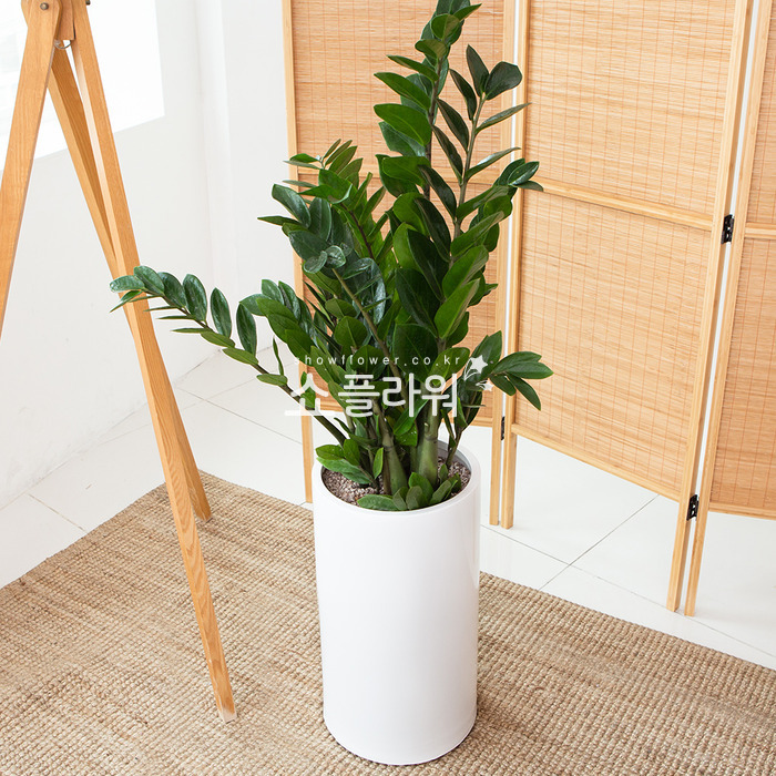 상세이미지