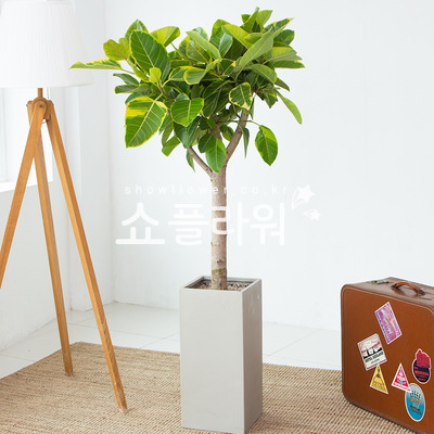 뱅갈고무나무(신상품)