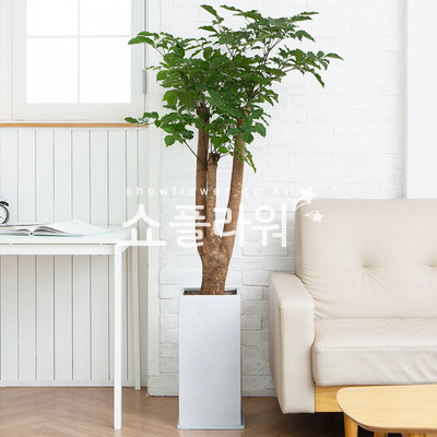 녹보수(신상품)