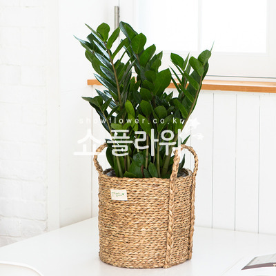 금전수(테이블용)