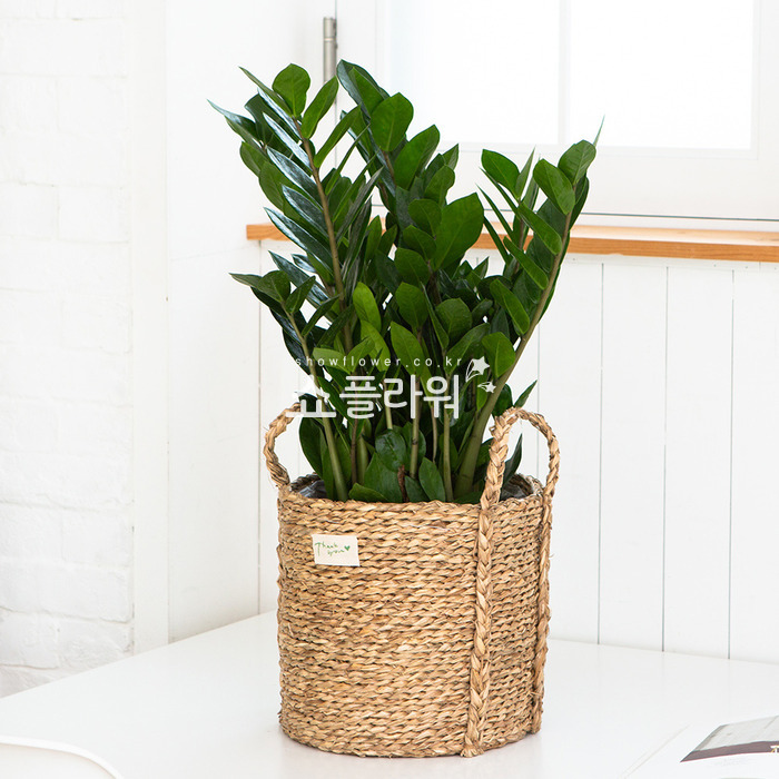 상세이미지