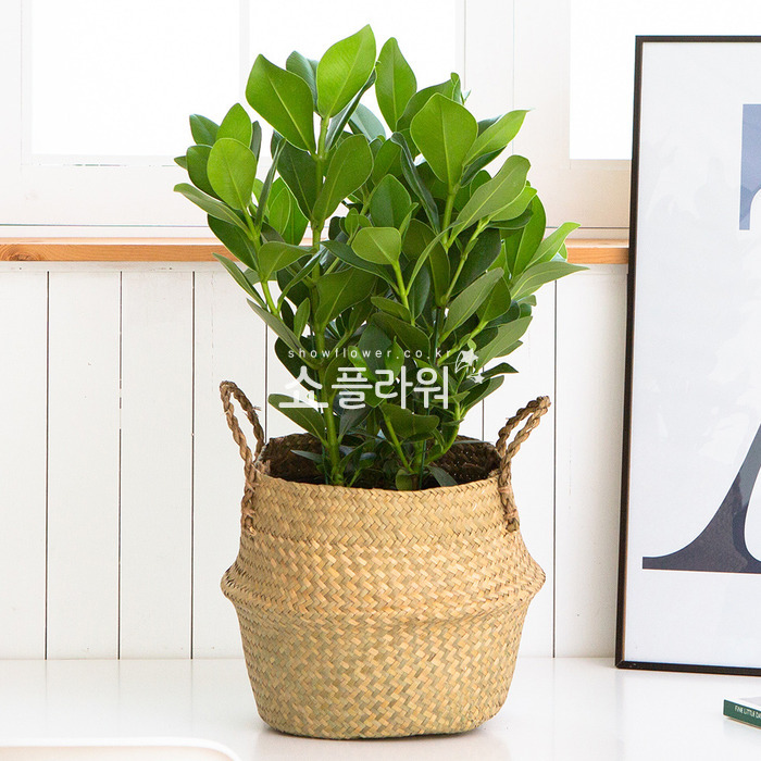 상세이미지