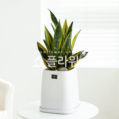 산세베리아(슈퍼바)