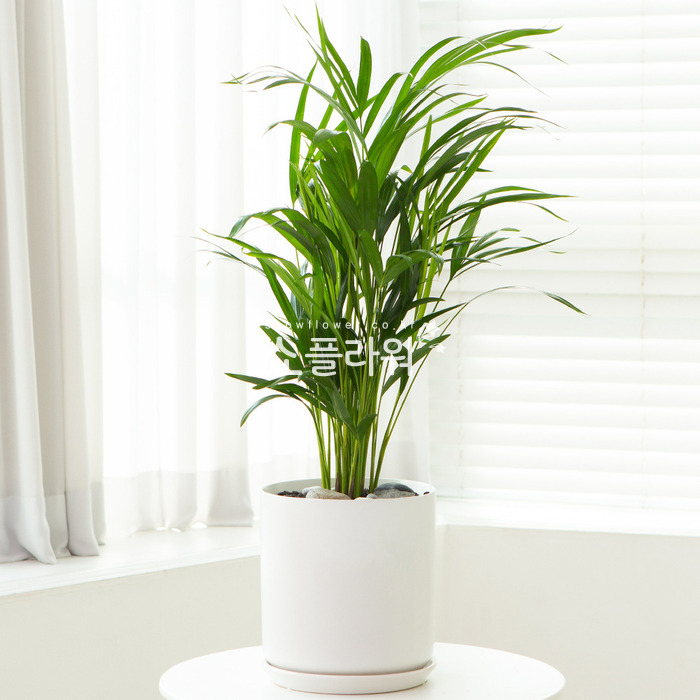 상세이미지