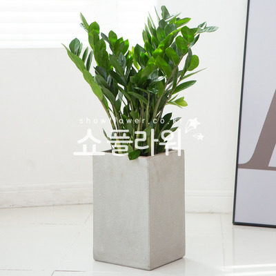 금전수(돈나무)