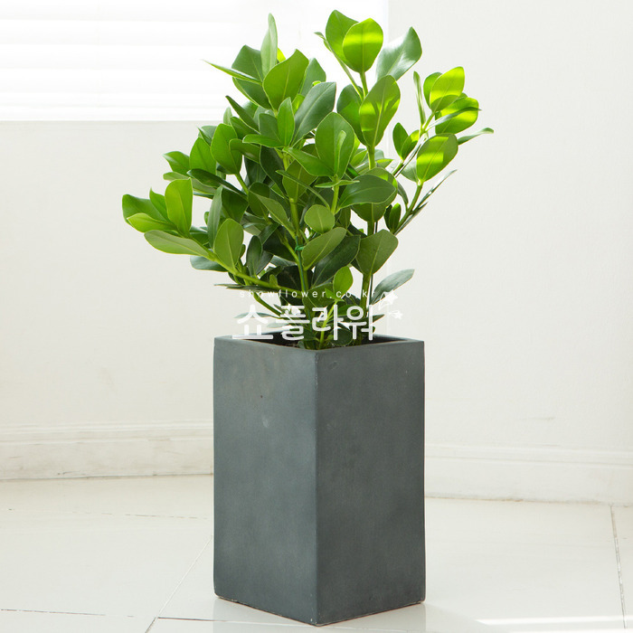 상세이미지