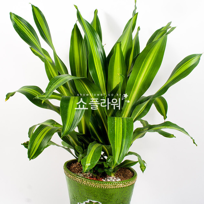 상세이미지