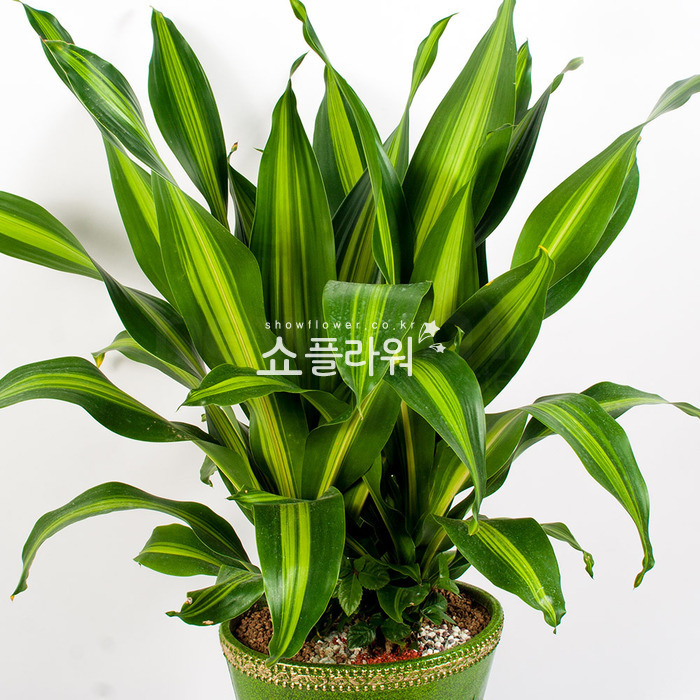 상세이미지