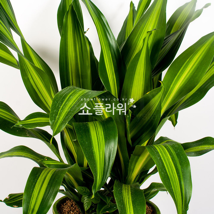 상세이미지