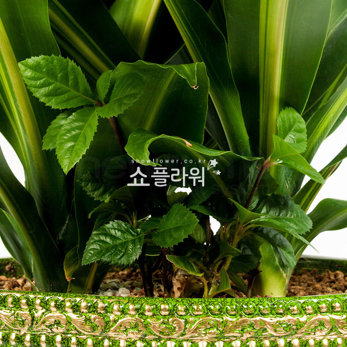 상세이미지