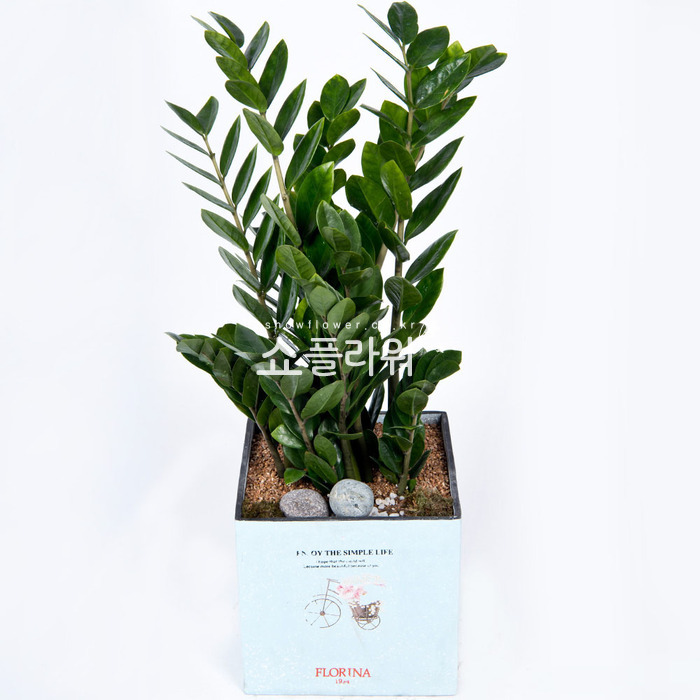 상세이미지