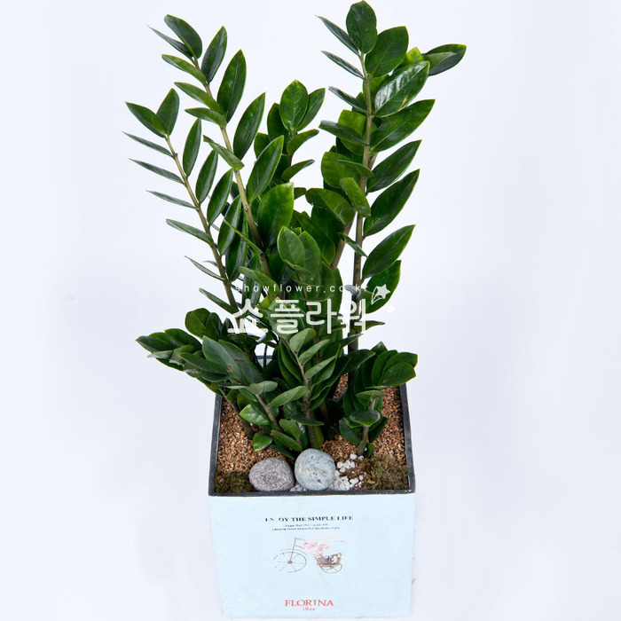 상세이미지