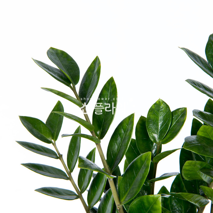 상세이미지
