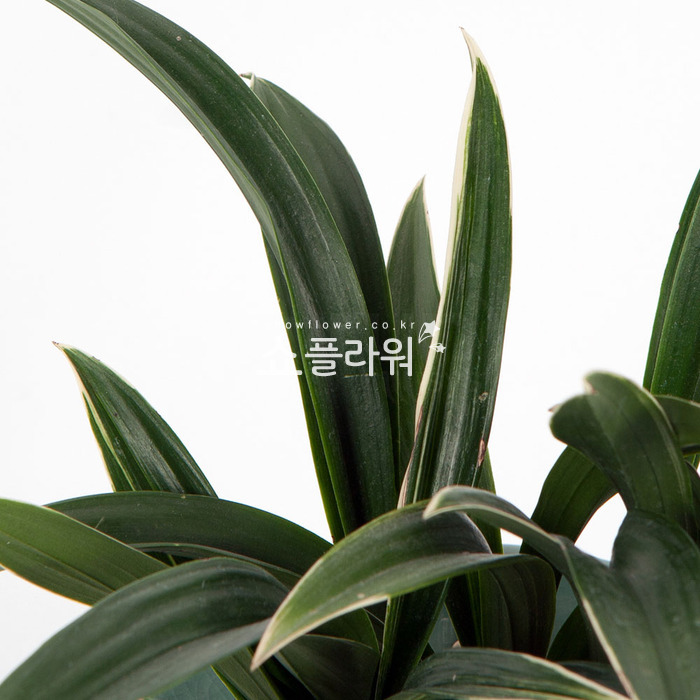 상세이미지