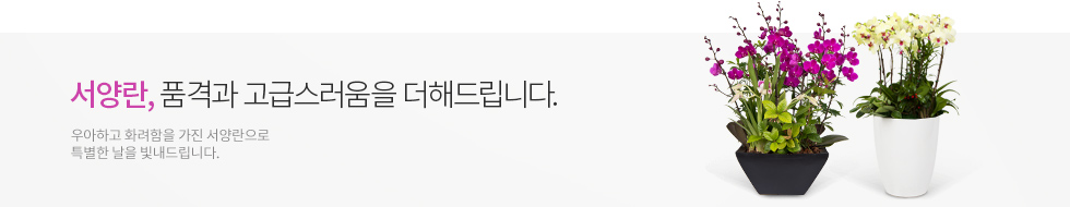서양란